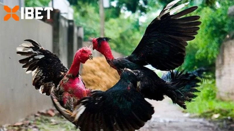 Chiến kê ngang tài ngang sức mới tạo ra trận đấu kịch tính
