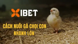 Bật mí cách nuôi gà chọi con nhanh lớn