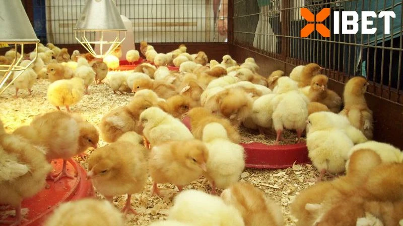 Chia sẻ chế độ dinh dưỡng trong cách nuôi gà chọi con từ sư kê chuyên nghiệp