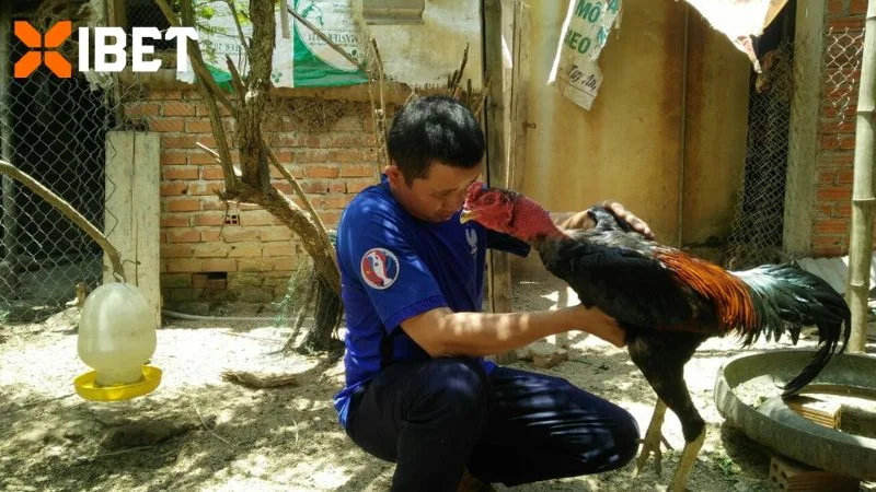 Ngày thứ 8 - 9, nên cho gà nghỉ ngơi dưỡng sức, phơi nắng