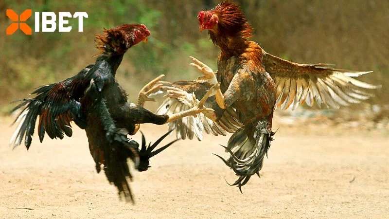 Lần thi đấu của Ô May và Xám BC hấp dẫn, kịch tính, bất ngờ