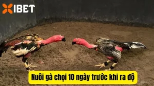 Bật mí cách nuôi gà chọi 10 ngày trước khi ra độ