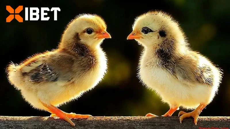 Quy trình huấn luyện gà chọi con từ sư kê chuyên nghiệp